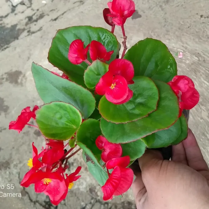 Bunga Begonia Semperflorens Merah | Lazada Indonesia