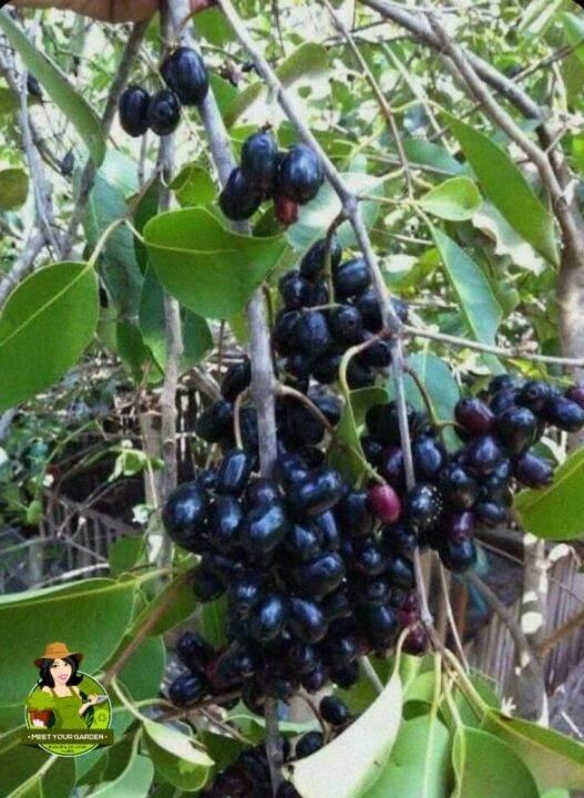 Duhat Plant (23 Ft) with FREE white plastic pot, pebbles and garden