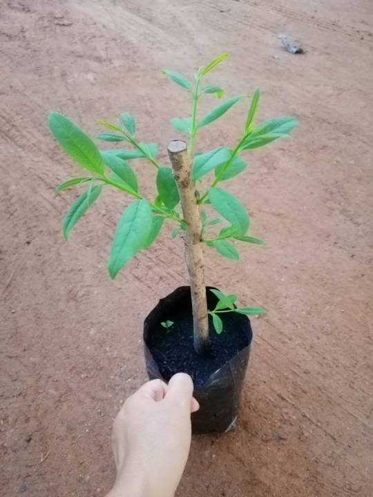ต้นตอติ้ว-แบบชำราตอ-เป็นผักพื้นบ้านของคนไทย