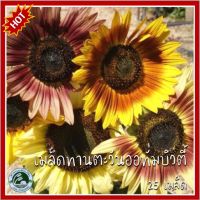 25 เมล็ด ทานตะวันออทั่มบิวตี้ Autumn Beauty Sunflower ทานตะวัน เมล็ดทานตะวัน