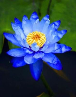 สินค้านำเข้า บัวสีน้ำเงิน เมล็ดเล็ก ดอกดกทั้งปี ของแท้ 100% เมล็ดพันธ์ุบัวพันธุ์แคระ พันธุ์เล็ก ดอกบัว ปลูกบัว เม็ดบัว สวนบัว Mini Lotus Waterlily seeds. 100 เมล็ด.
