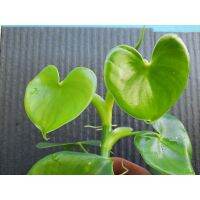 โปรแรง ฟิโลเดนดรอนใบรูปหัวใจ (Philodendron grazielae) น่ารักๆ เก็บเงินปลายทาง