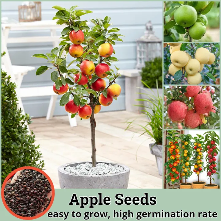 [Fast Germination] Fresh Fruit Seeds Apple Seeds for Planting (50 Seeds