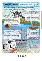 วงจรชีวิตยุง EQ 327 โปสเตอร์สื่อการสอน หุ้มพลาสติก ขนาด 50 * 70 cm