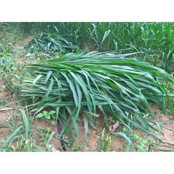 [Fast Germination] 50 seeds Mombasa grass seed yield is high, sowing