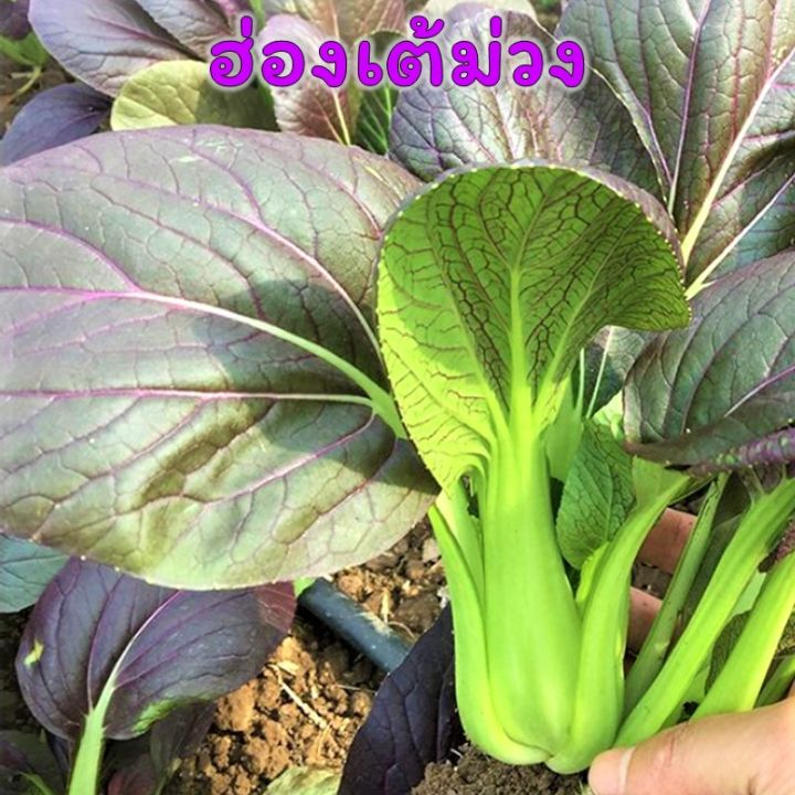 เมล็ดผักกวางตุ้งฮ่องเต้-4-สี-4-colors-pak-choi-seeds-ฮ่องเต้ม่วง-บล็อคฉ่อย-ฮ่องเต้เซี่ยงไฮ้