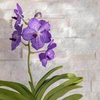 35 เมล็ดพันธุ์ เมล็ดกล้วยไม้ ฟาแลนนอปซิส (Phalaenopsis Orchids) Orchid flower seed. อัตราการงอกสูง 80-85%