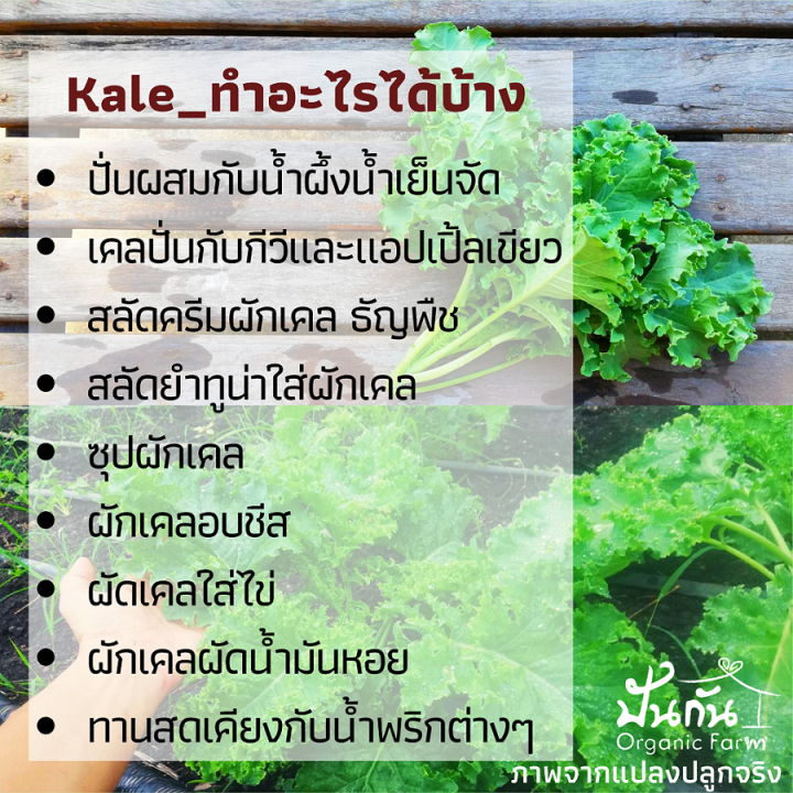 เมล็ดพันธุ์-ผักเคล-kale-70เมล็ด-curly-leaf-kale-ปลูกผัก-ผักสวนครัว-organic-ทานเองไม่ยากเลย-เมล็ดพันธุ์ผัก-เพาะง่าย-งอกดี-คุณภาพสูง-super-food-เคล-อินทรีย์-เป็นเมล็ดพันธุ์ที่ฟาร์มของเราใช้จริง-ปลูกจริง