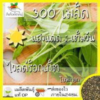 ซื้อ 1 แถม 1，50 เมล็ด (ไม่ใช่พืช)เมล็ดพันธุ์ ไวลด์ร็อกเก็ต ใบมะกอก เมล็ด เมล็ดพันธุ์แท้ นำเข้าจากต่างประเทศ ปลูกผัก โตไว