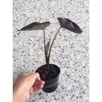 ( Pro+++ ) colocasia black magic แบล็คเมจิก ส่งแบบกระถาง ขนาด 4 นิ้ว สูงจากพื้น 40-50ซม. ราคาคุ้มค่า พรรณ ไม้ น้ำ พรรณ ไม้ ทุก ชนิด พรรณ ไม้ น้ำ สวยงาม พรรณ ไม้ มงคล