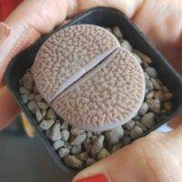 (promotion++) ไลทอป Lithops ก้อนหินมีชีวิต เป็นพืชที่เลี้ยงง่าย เหมาะกับมือใหม่ ขนาด 3 ซม ขึ้นไป คละแบบ ส่งพร้อมกระถาง 2 นิ้ว สุดคุ้มม ต้นไม้ ฟอก อากาศ กระถาง ต้นไม้ ไม้ ประดับ ต้นไม้ ปลูก ใน บ้าน