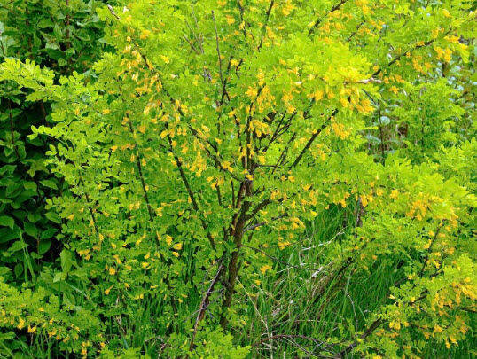 ต้น-ถั่วไซบีเรีย-siberian-pea-tree-caragana-arborescens-เคยติดดอกแล้ว