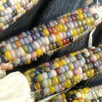 เมล็ดพันธุ์ ข้าวโพดพลอย ข้าวโพดอัญมณี (Glass Gem Corn Seed) 20 เมล็ด คุณภาพดี ราคาถูก ของแท้