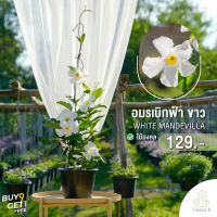 Treeno.9  T247 อมรเบิกฟ้าดอกสีขาว (Mandevilla Vine) กระถาง8นิ้ว ดอกสวย อยู่ได้นาน ไม้เลื้อย พุุ่มใหญ่ ความรุ่งเรือง สีสันสดใส