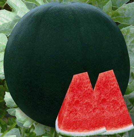 10 เมล็ด แตงโมไร้เมล็ดแบล็ก - Black Seedless Watermelon (หวานประมาณ 14 ...