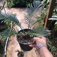 ปรงญี่ปุ่น (Sago palm) กระถาง 5 นิ้ว