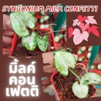 1 กระถาง ต้นเงินไหลมาไซโกเนียมมิ้วคอนเฟตติ Syngonium milk confetti ขนาดกระถาง2.5นิ้ว จัดส่งแบบยกกระถาง