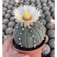 ( Promotion+++) คุ้มที่สุด แอสโตรไฟตั้ม แอสทีเรียสไม้เมล็ด(Astrophytum asterias) ราคาดี พรรณ ไม้ น้ำ พรรณ ไม้ ทุก ชนิด พรรณ ไม้ น้ำ สวยงาม พรรณ ไม้ มงคล