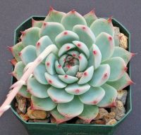 10 เมล็ด เอชชิวาเรีย กระบองเพชร ไม้อวบน้ำ กุหลาบหิน แคคตัส Echeveria เมล็ดใหม่ สายพันธุ์ chihuahuaensis Ruby Blush