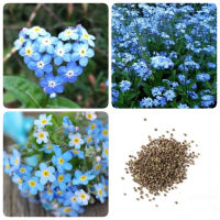 เมล็ดพันธุ์ อย่าลืมฉัน อย่าลืมฉัน (100 pcs Forget Me Not Flower seeds) เมล็ดพันธุ์ดอกไม้สวนระเบียงเมล็ดพันธุ์ดอกไม้สี่ฤดูเมล็ดพันธุ์ไม้ดอกเมล็ดดอกไม้สวย ต้นไม้มงคล ต้นไม้ฟอกอากาศ เมล็ดพันธุ์พืช เมล็ดดอกไม้ พรรณไม้ ต้นไม้ ผักสวนครัว plants