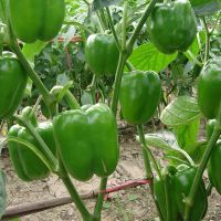 เมล็ด : เมล็ดพริกหวานสีเขียว Green Bell Pepper Seed /ซื้อ 1 แถม 1，50 เมล็ด (ไม่ใช่พืช)