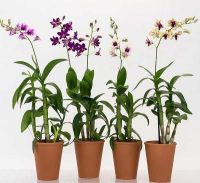 30 เมล็ดพันธุ์ Bonsai เมล็ดกล้วยไม้ กล้วยไม้สกุลหวาย (Dendrobium) Orchid flower Seed อัตราการงอกของเมล็ด 80-85%