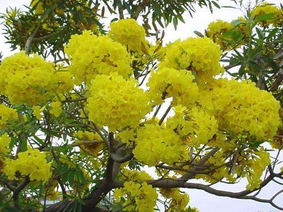 เมล็ดเหลืองปรีดียาธร-tabebuia-argentea-britt-35-บาท-30-เมล็ด