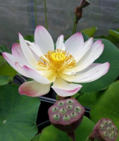 5 เมล็ด บัวนอก บัวนำเข้า บัวสายพันธุ์ Pink and Gold LOTUS สีชมพู ขาว สวยงาม ปลูกในสภาพอากาศประเทศไทยได้ ขยายพันธุ์ง่าย เมล็ดสด