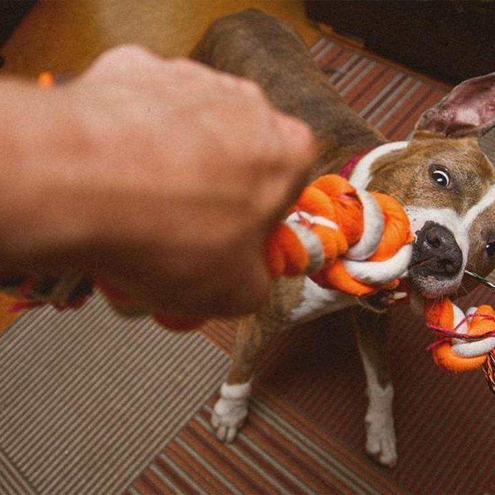 ของเล่นสุนัข-ห่วงชักเย่อเส้นใหญ่-เชือกดึงเล่นกับสุนัข-สำหรับสุนัขทุกวัย-ทุกพันธ์