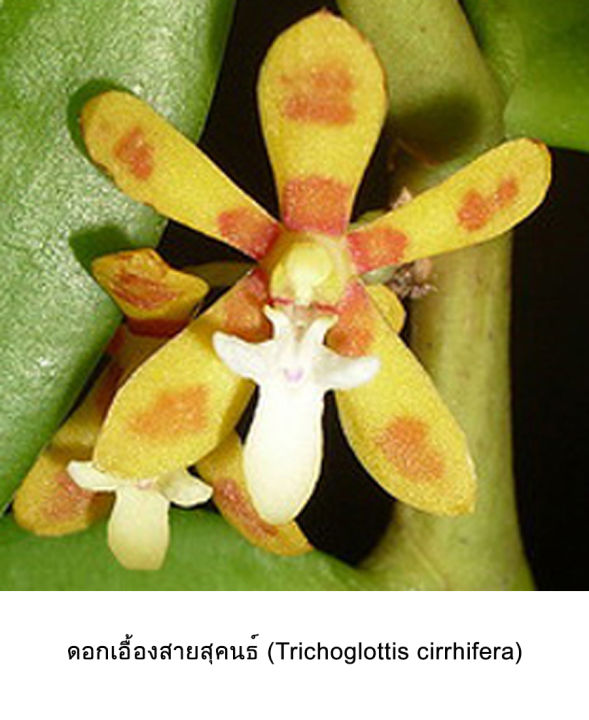 royal-orchid-จี้ดอกกล้วยไม้ของจริงชุบด้วยทอง-พร้อมสร้อยคอ