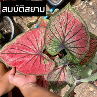 บอนสี สมบัติสยาม รับประกันสายพันธุ์แท้ 100% ไซส์เบบี้