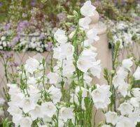 เมล็ดพันธุ์ Home Plant Campanula persicifolia peach bellflower 200 เมล็ด เมล็ดพันธุ์ Home Plantนำเข้าจาก อังกฤษ