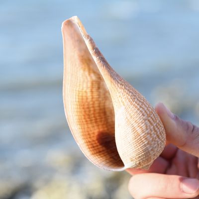 （READYSTOCK ）🚀 Natural Boutique Loquat Conch Shell Creative Conch Ornament Decoration Cloth Scenery Shooting Fish Tank Marine Landscape Souvenir YY