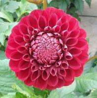 1 หัว/ออเดอร์ รักเร่ Dahlia สายพันธุ์ Red Ball หัวรักเร่ ดอกไม้ หัวหน่อ เหง้า นำเข้า เนเธอร์แลน หัวสดใหม่