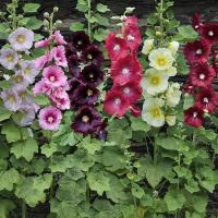 เมล็ดพันธุ์ ดอกฮอลลี่ฮ็อคคละสี (Mixed Hollyhock Flower Seed) บรรจุ 50 เมล็ด คุณภาพดี ราคาถูก ของแท้ 100%