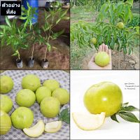 (1ต้น) ต้น ต้นพลับนมสด White Sapote พลับนมสด ต้นพลับ พลับ นมสด / พิสุทธิ์