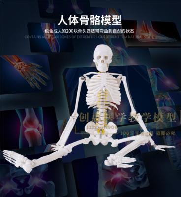 Human body skeleton model 85 cm skeleton skeleton skeleton model with neurovascular muscle shaded