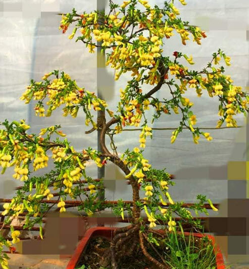 ต้น-ถั่วไซบีเรีย-siberian-pea-tree-caragana-arborescens-เคยติดดอกแล้ว
