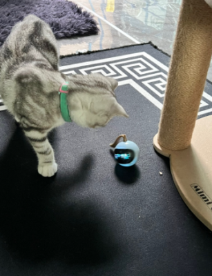 FOFOS ของเล่นแมว ลูกบอลแมว 360 Degree Self Rotating Cat Toy Ball ของเล่นแมว ของเล่นแมวอัตโนมัติ ลูกบอล