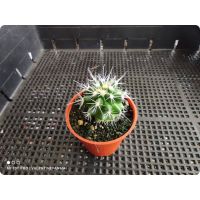 ลด ลด สุดพิเศษษ V049.Echinocactus grusonii (ถังทอง) ราคาถูก กะละมัง กะละมังพลาสติก กะละมังสแตนเลส กะละมัง พับ ได้ พับได้ หม้อ จาน ชาม เครื่องครัว