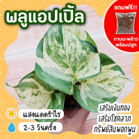 พลูแอปเปิ้ล กระถาง 3 นิ้ว(แถมกาบมะพร้าวพร้อมปลูก) Epipremnum Aureum ไม้ฟอกอากาศ เสริมโชคลาภ สิริมงคล