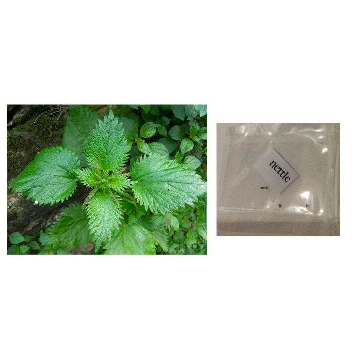 50 Seeds (buy 2 get 1 free) Stinging Nettle Leaf Plant Herb for Sale Easy To Planting In Local