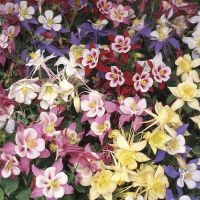 20 เมล็ดพันธุ์ เมล็ด ดอกโคลัมไบน์ (Columbine) เป็นดอกไม้ประจำรัฐ Colorado Columbine flower Seed อัตราการงอกสูง 80-85%