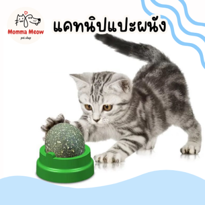 แคทนิป​ สมุนไพรแมว​ สมุนไพรแมวเลีย​ มีแผ่นแปะกำแพง บอลสมุนไพร​ ลูกบอลแมวเลีย ball herb
