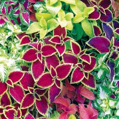 50 เมล็ด เมล็ดพันธุ์ Seeds Bonsai ฤาษีผสม Coleus Seed อัตราการงอก 80-90% มีคู่มือปลูก