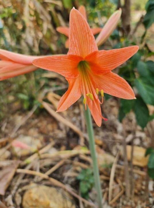 2-หัวว่าน-ว่านสี่ทิศ-amaryllis-ว่านสี่ทิศพื้นเมือง-สีส้มโอรส-18-22-ซม-หัวขนาดใหญ่-ปลูกติดทุกหัว