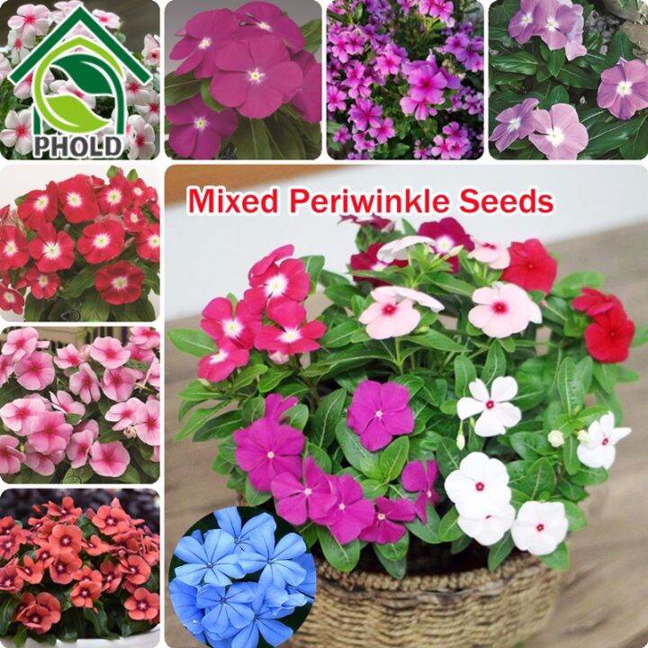 Rare Periwinkle Flower Seeds Hanging Ving Mix Color Catharanthus Roseus