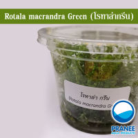 โรทาล่า กรีน Rotala macrandra Green (เนื้อเยื่อ)