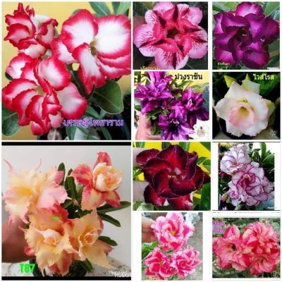 12 เมล็ด เมล็ดพันธุ์ ชวนชม สายพันธุ์ฮอลแลนด์ คละสี Adenium Seeds กุหลาบทะเลทราย Desert Rose ราชินีบอนไซ อัตรางอก 80-90% มีคู่มือปลูก