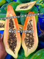 เมล็ดพันธุ์มะละกอแขกนวลดำเนิน พันธ์ุพวง 3 กรัม 130 ++เมล็ด